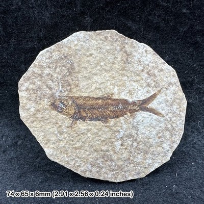Eozän Fossil Fisch in Matrix - echte prähistorische Fischreste aus USA - mit