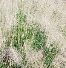 1500x Cloud Grass Agrostis Nebulosa Seeds – Ornamental Flower For Bouquets