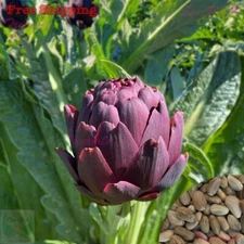 Purple Romagna Artichoke Seeds | Purple of Romagna Artichoke Italian Heirloom