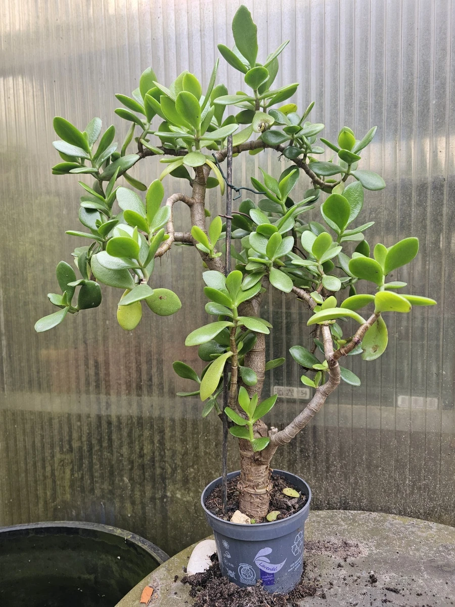 Geldbaum Bonsai online kaufen | eBay