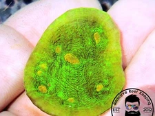 ARK 1″ Space Invander Chalice Almost WYSIWYG