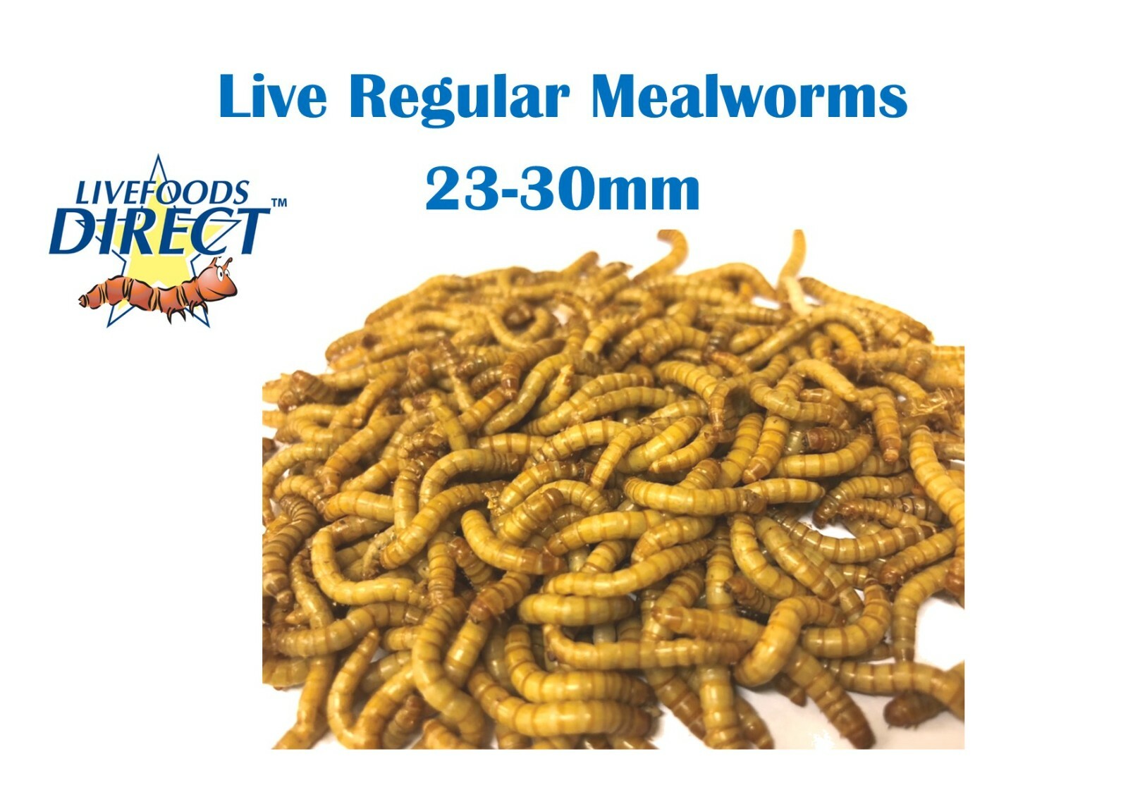 Live Mealworms Crickets Locusts Morios Waxworms Fruit flies Dermestes