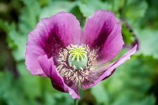1,000 Single Lilac Breadseed Poppy Seeds P. Somniferum -Giant Lilac Blooms!