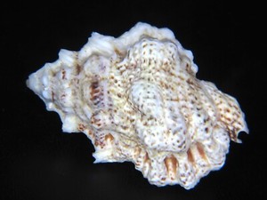 BURSA BUFONIA: LARGE & EXTREMELY CLEAN OF CORALLINE DEPOSITS @ 63.12MM!