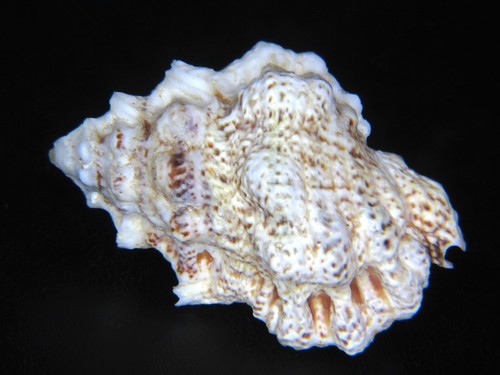 BURSA BUFONIA: LARGE & EXTREMELY CLEAN OF CORALLINE DEPOSITS @ 63.12MM!
