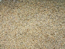 Cereal Rye Grain Seeds Open Pollinated Cover Crop Forage Deer Plot Food