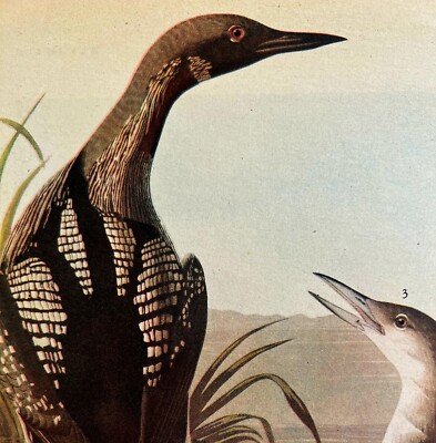 Pacific Loon Bird 1946 Color Art Print John James Audubon Nature DWV2G