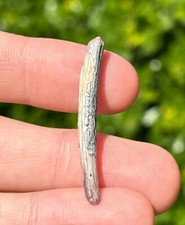 BIG Pterosaur Tooth from Niger Fossil Flying Dinosaur Tooth 1.55” Cretaceous Age