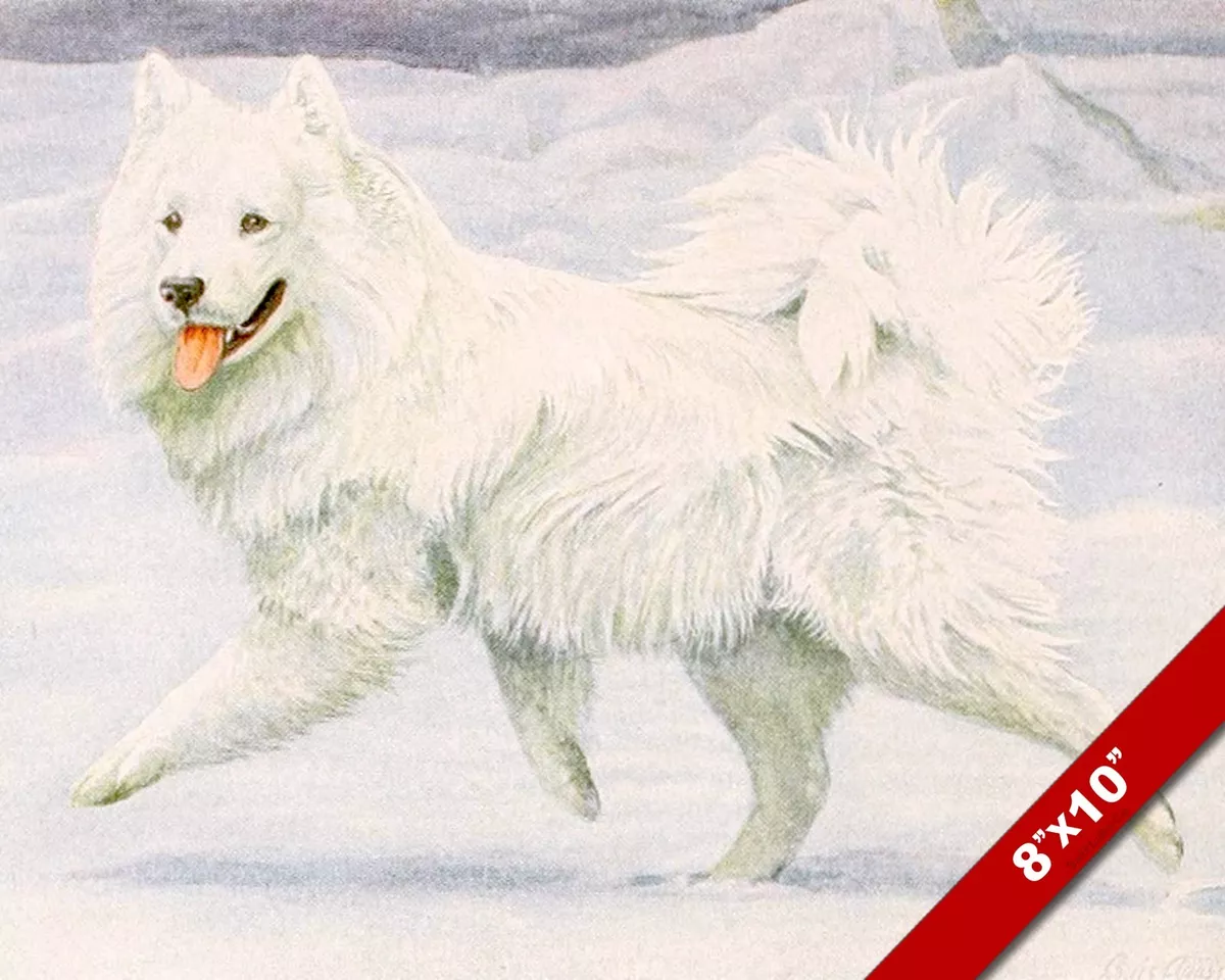Samoyed art cheap