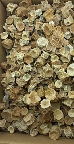 250 Stck. Enchodus libycus Wirbel ausgestorben Säbelzähne Wirbelfische Fossilien