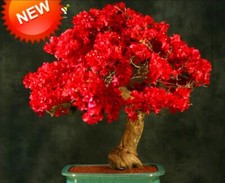 Spectabilis Red Bougainvillea Small Well Rooted Starter Plant VERY RARE  HTF