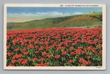 Field of Poinsettias California Postcard