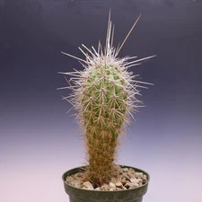 Cardon Cactus Plant Seed Grown in S. Arizona Healthy Pachycereus Pot Included