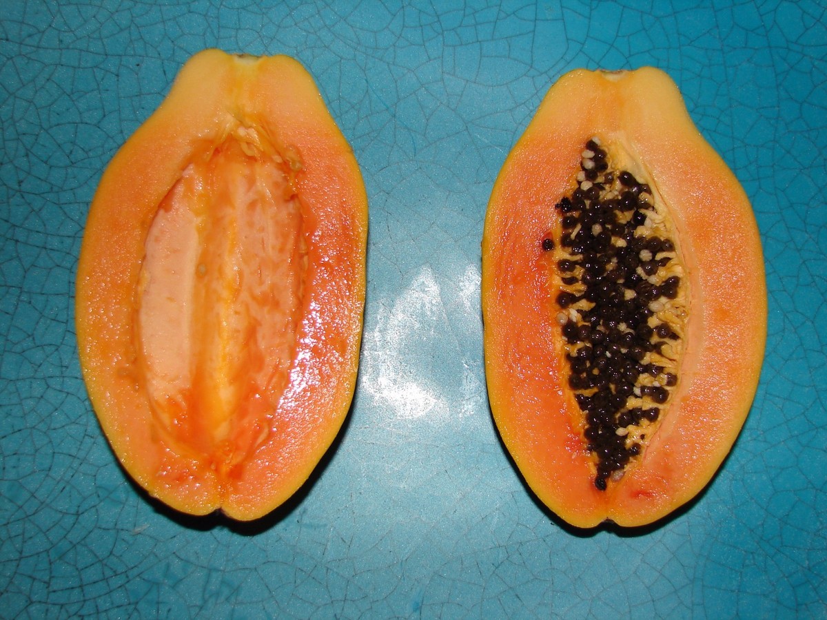 Sunset Papaya~ STRAWBERRY RED PAPAYA Hybrid SOLO 60+ SEEDS