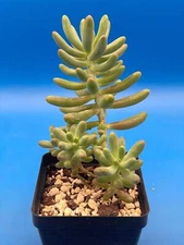 Sedum Pachyphyllum - Jelly Beans Sedum - Ships in 3.5” pot