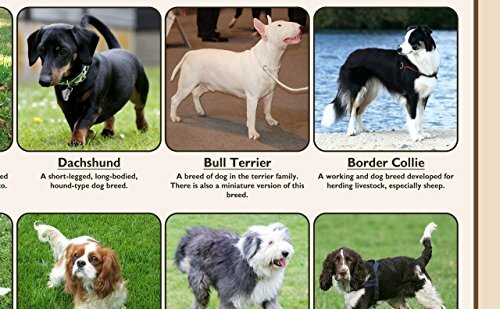 Popular Breeds of Dogs Wall Art Chart Poster Paper Laminated in various ...