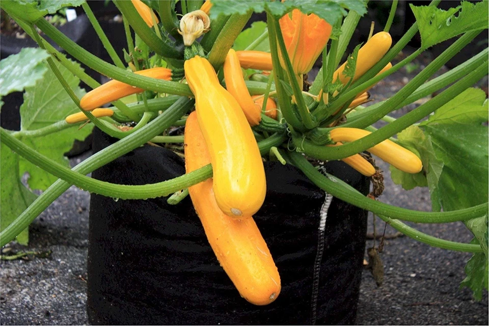 Контейнер мягкий Smart Pots 800 галлонов, черный - Изображение 3 из 4