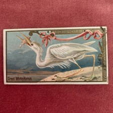 ALLEN & GINTER N13 GAME BIRDS cigarette card 1889 - GREAT WHITE HERON