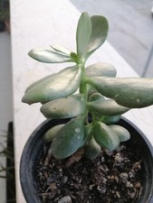 Crassula Ovata. Albero di Giada h=15 cm.