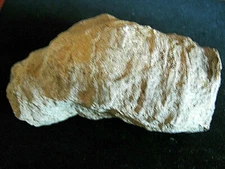 Giant Crinoid Ancient Sea Coral Fossil  Fossil Plant Stem