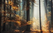 Landscape nature sun rays forest fall sunlight trees Custom Gaming Mat Desk