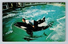 San Diego CA-California Shamu Sea World's Killer Whale Vintage Postcard Postal