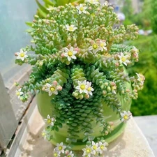 200 pcs Rare High-End Succulent Seeds - Sedum Dasyphyllum 'Major'
