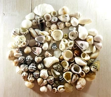 shell from Japan  Okinawa Sea shell　⚠️Chipped, cracked, has holes⚠️　220ｇ