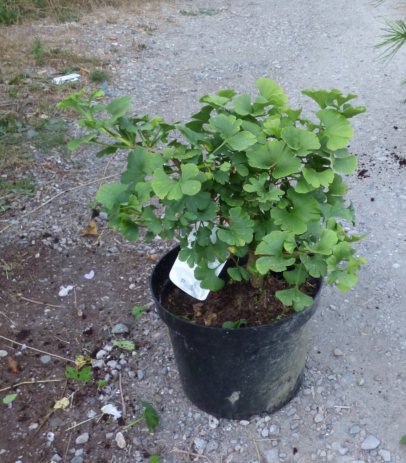 Ginkgo Mariken in 5L pot ideal for bonsai eBay