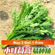 200x Crown Daisy Chrysanthemum seeds serrated leaf /Tongho/Shungiku长杆小叶茼蒿种子200粒