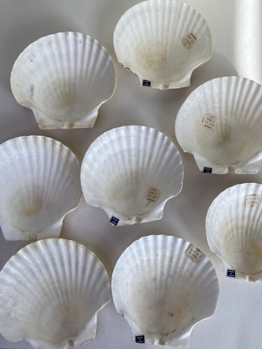 8 Vintage Natural Scallop Sea Shells Craft Decor Japan Large ~ 5" New Old Stock - Picture 4 of 24