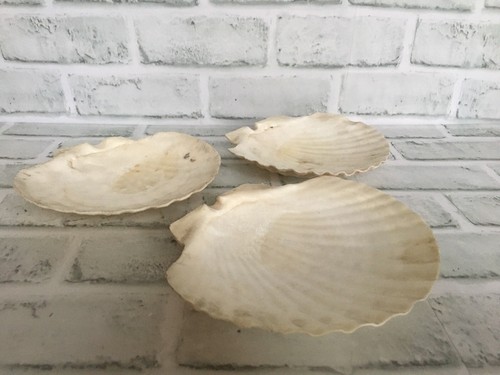3 Natural Real Conch Seashells Clam Shell - Serving Dish Decoration Rare Vintage - Picture 10 of 11