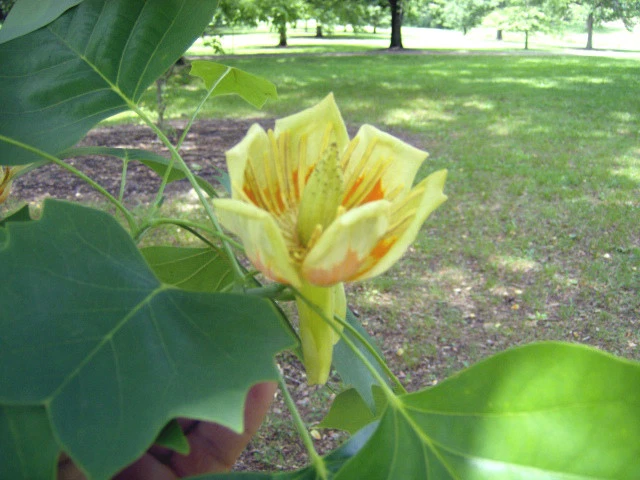 15 TULIP TREE SEEEDS ( Liriodendron tulipifera ) - Image 4 of 4