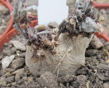 SINNINGIA TUBIFLORA - beautiful 'pure white' flowers in season.