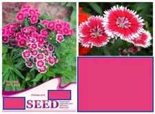20 SEEDS Pink Chinese Carnation flower exotic bloom garden bed plant USA Seller