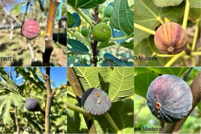 #ad #ad Fig Cuttings for Sale $6.00