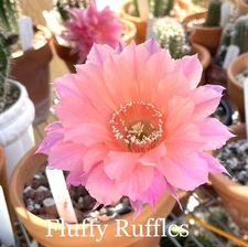 FLUFFY RUFFLES Echinopsis Johnson Hybrids Rooted Plants Cactus Succulents