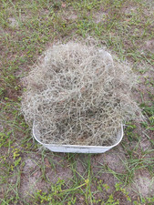 Live Spanish Moss fresh from Live Oak trees in Florida 1 gal. Bag Full Crafts