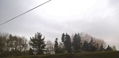 Photo 6x4 Row of trees by Heath Road, Goose Green Goose Green/TM1425  c2017