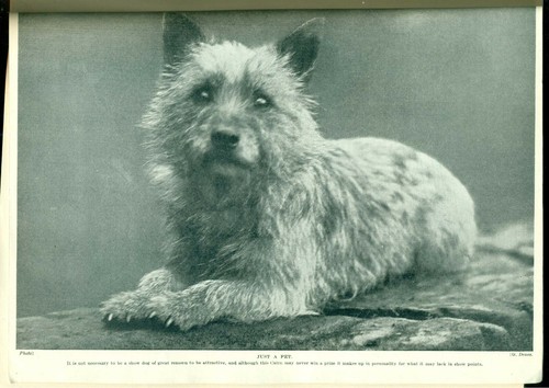 CAIRN TERRIER HUTCHINSONS HUND ENZYKLOPÄDIE MAGAZIN TEIL 8 DRUCK von F T DAWS - Bild 6 von 6
