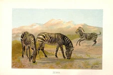 1901 Antique Mammal Chromolithograph Print ~ Zebra