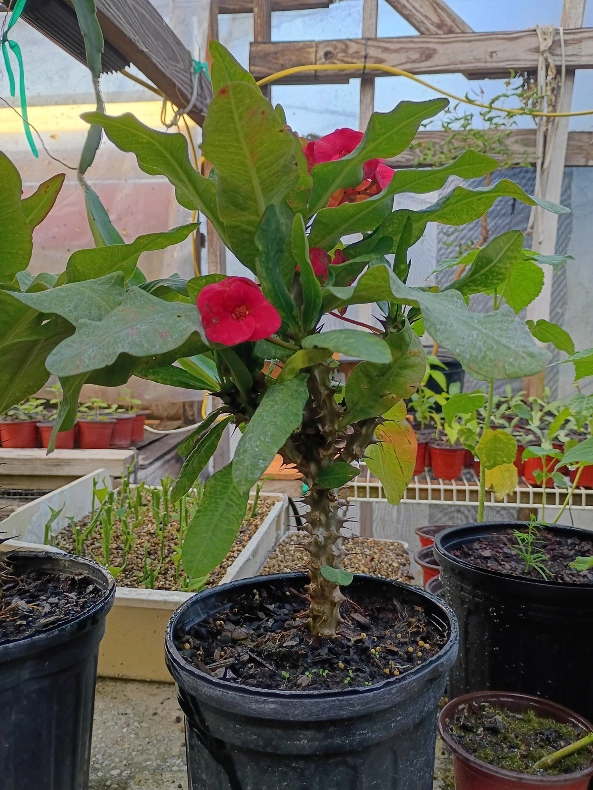 crown of thorns plant in 1 Gallon Pot Red Color Blooming !!
Opens in a new window or tab