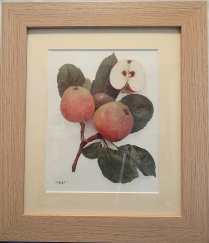APPLES OF ENGLAND. Framed Vintage Prints, Numerous Species, - Picture 28 of 40