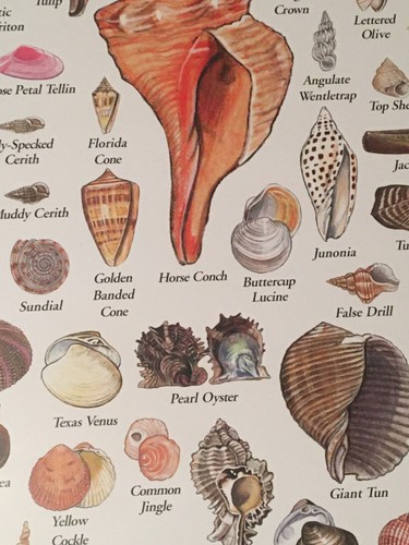 Shells of the Florida Gulf Coast 19 x 27 Poster by John & Jackie Douglas - Picture 6 of 13