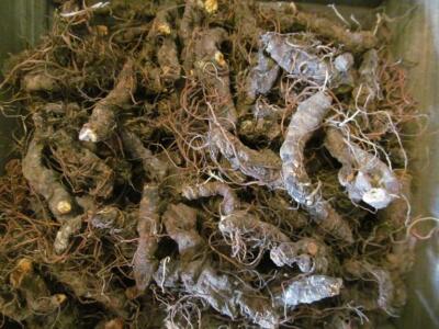 Bloodroot - Whole Dried Root, 2026 Appalachian Mountains Wild Harvest