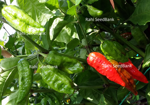 Cornish Naga Chilli - A Sweet & Fruity Flavoured Extremely Hot Chilli Variety!!! - Picture 8 of 8