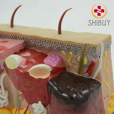 Human Skin Tissue Hierarchical Anatomical Model Skin Structure for Teaching