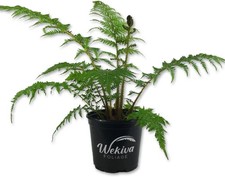 Australian Tree Fern - Live Plant in a 6 Inch