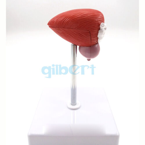 Anatomical Human Urinary Bladder Prostate Model Medical Urology Anatomy - Picture 4 of 4