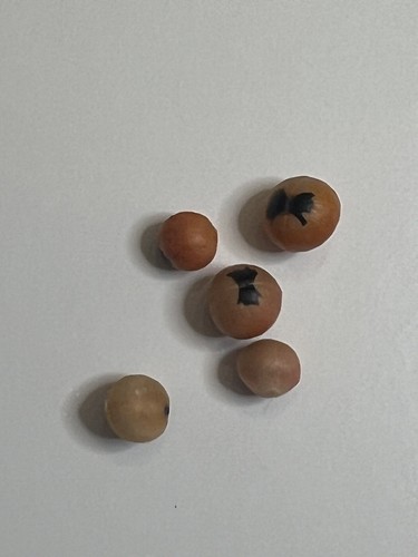 10 Seeds of Bursera aspleniifolia In California - Picture 3 of 3